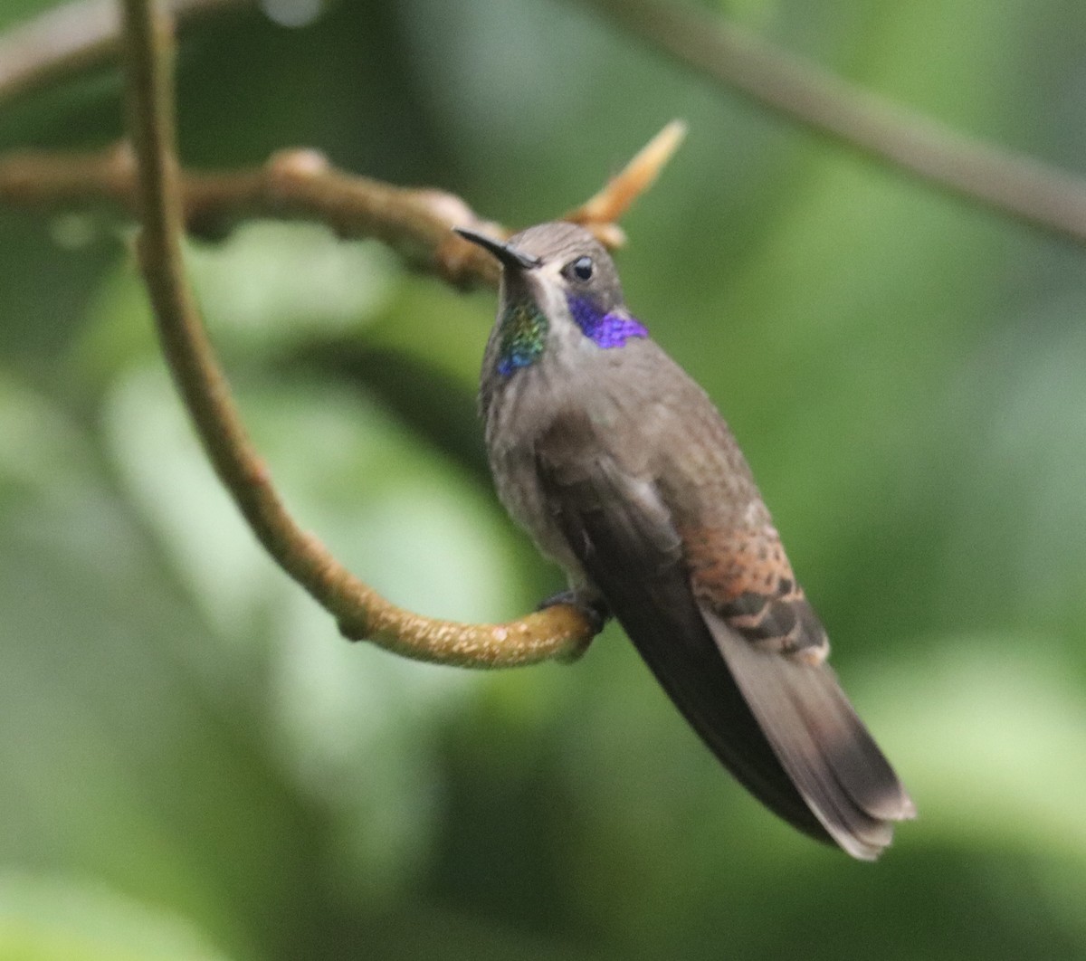 Brown Violetear - ML622666928