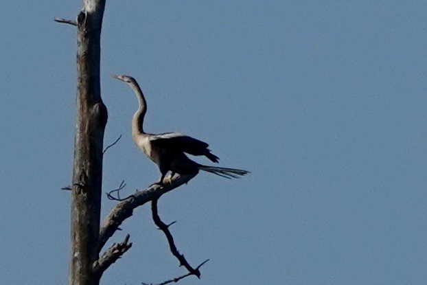 Anhinga - ML622666957