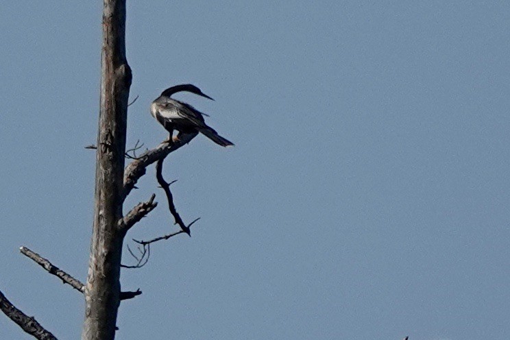 Anhinga - ML622666958
