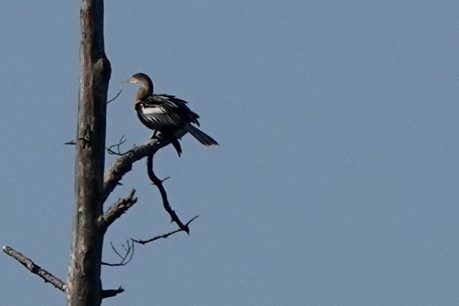 Anhinga - ML622666959