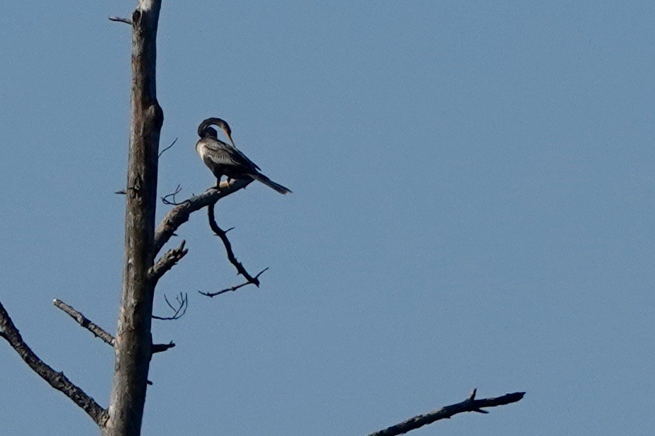 Anhinga - ML622666960