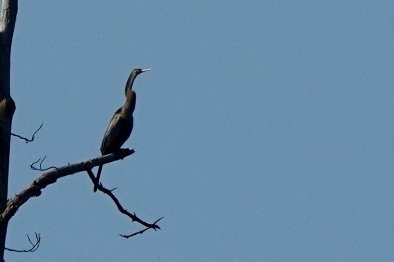 Anhinga - ML622666961
