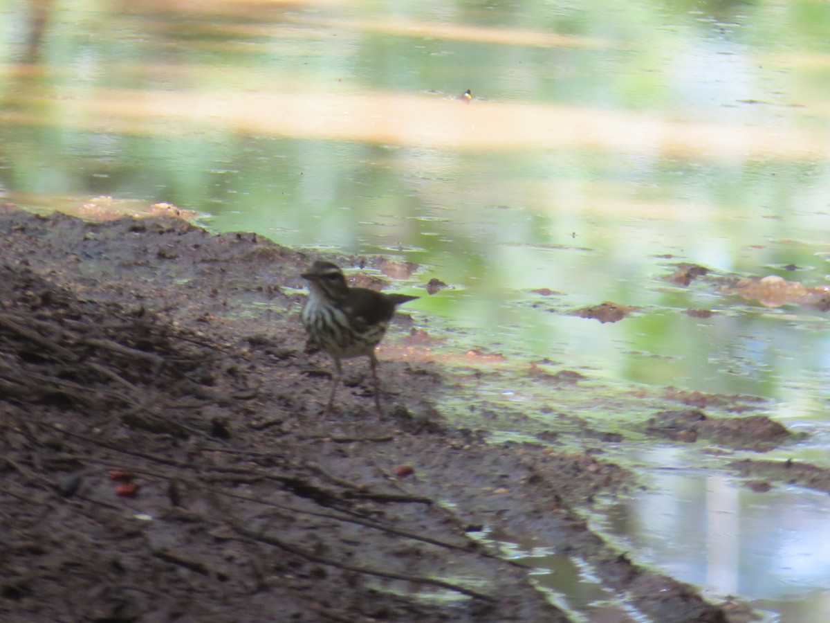 Louisiana Waterthrush - ML622666966