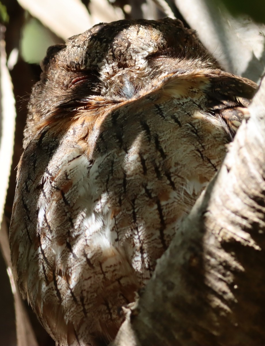 Madagascar Scops-Owl - ML622666969