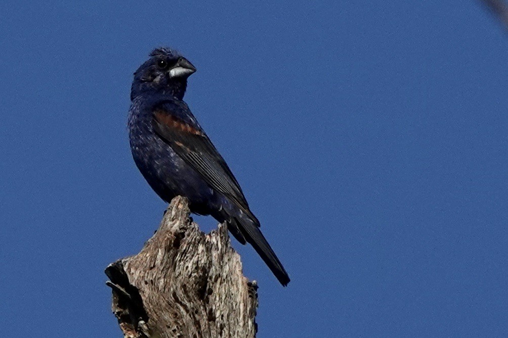 Blue Grosbeak - ML622666988