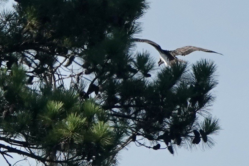 Osprey - ML622667059