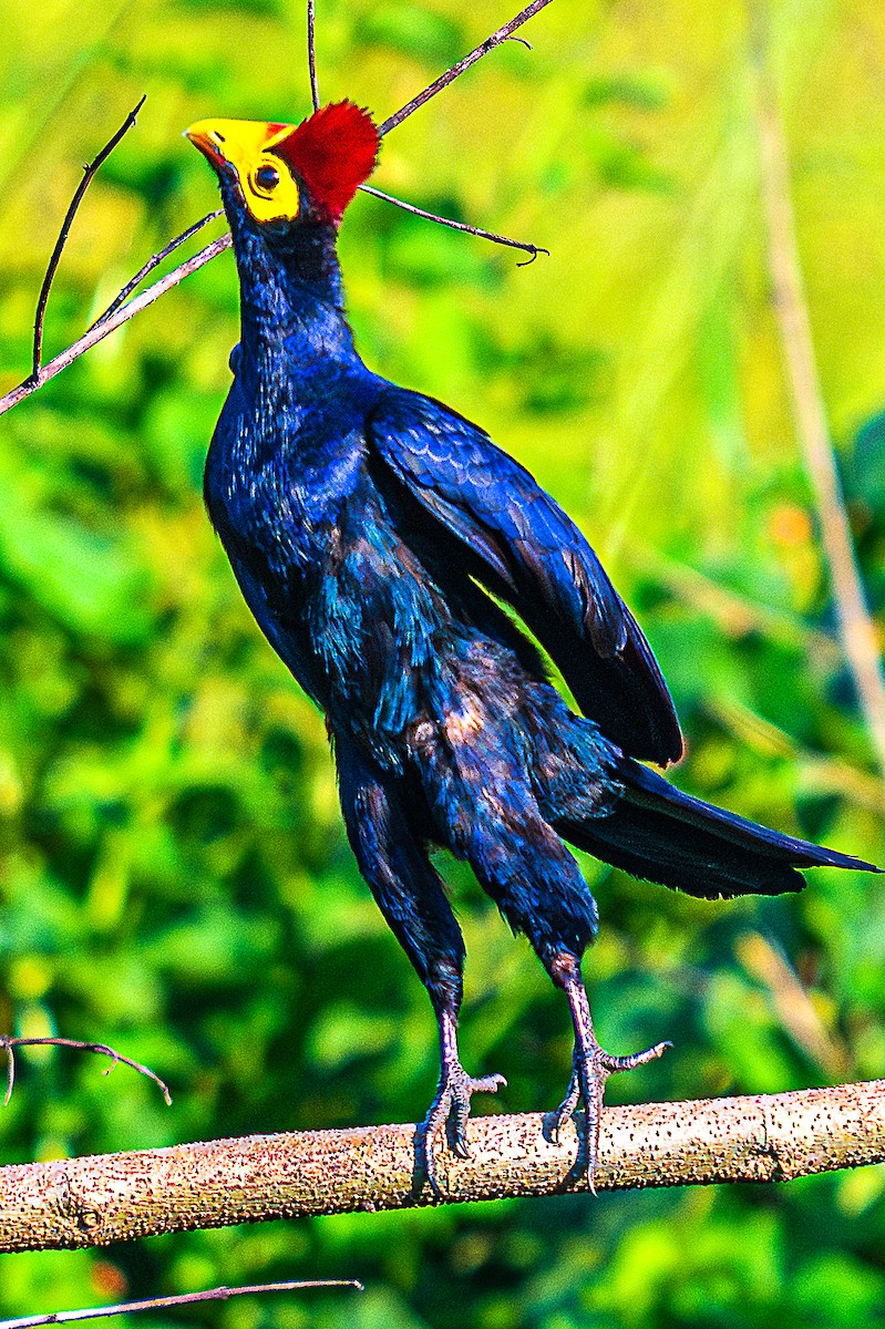 Ross's Turaco - ML622667122