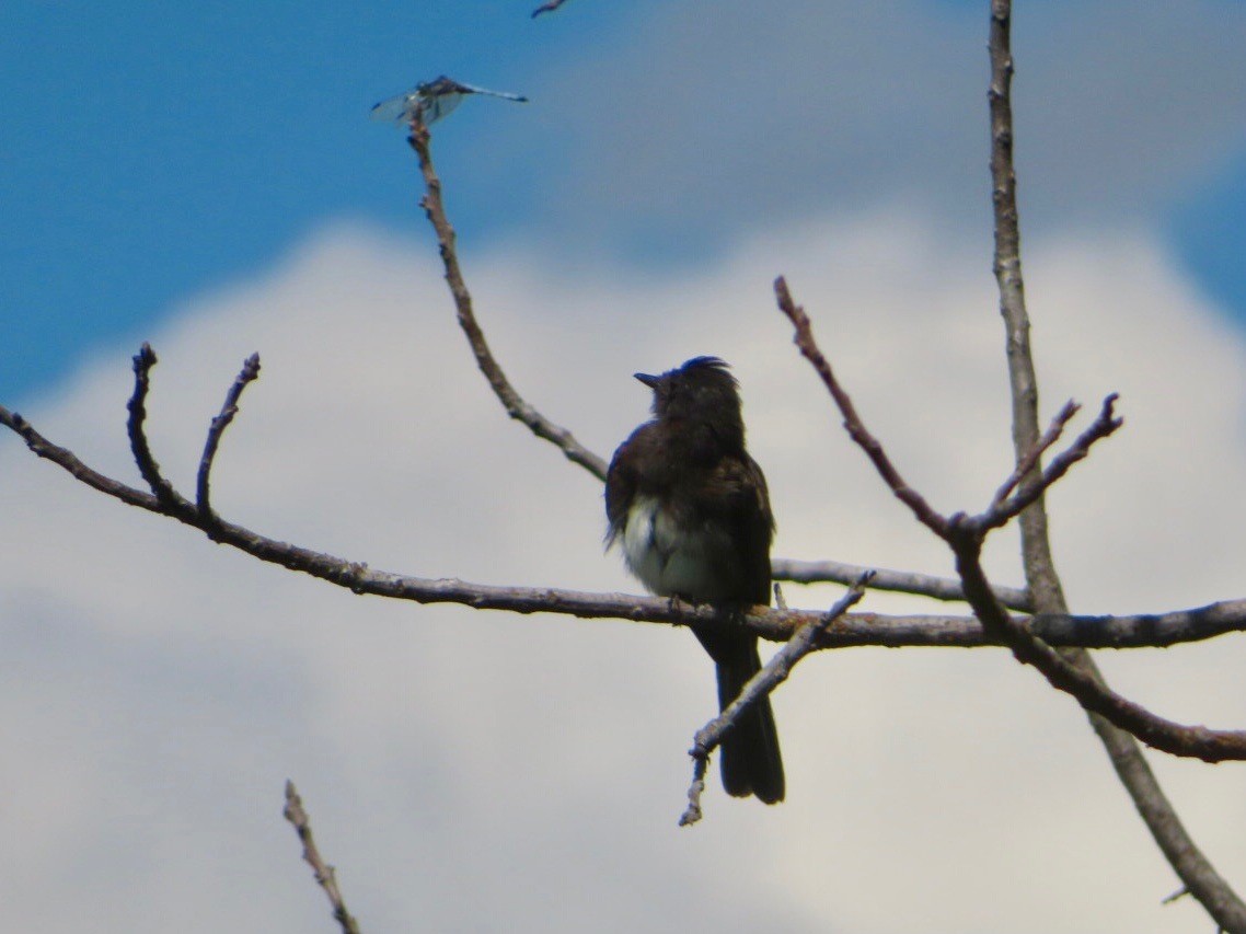 Black Phoebe - ML622667151