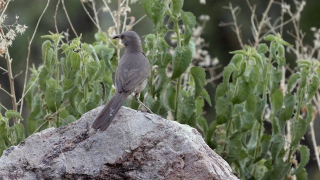 Curve-billed Thrasher - ML622667185