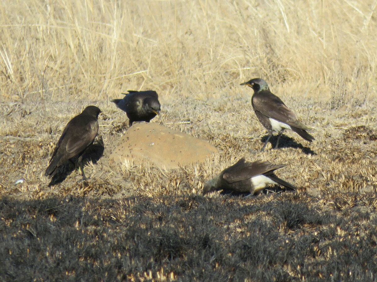 African Pied Starling - ML62266721