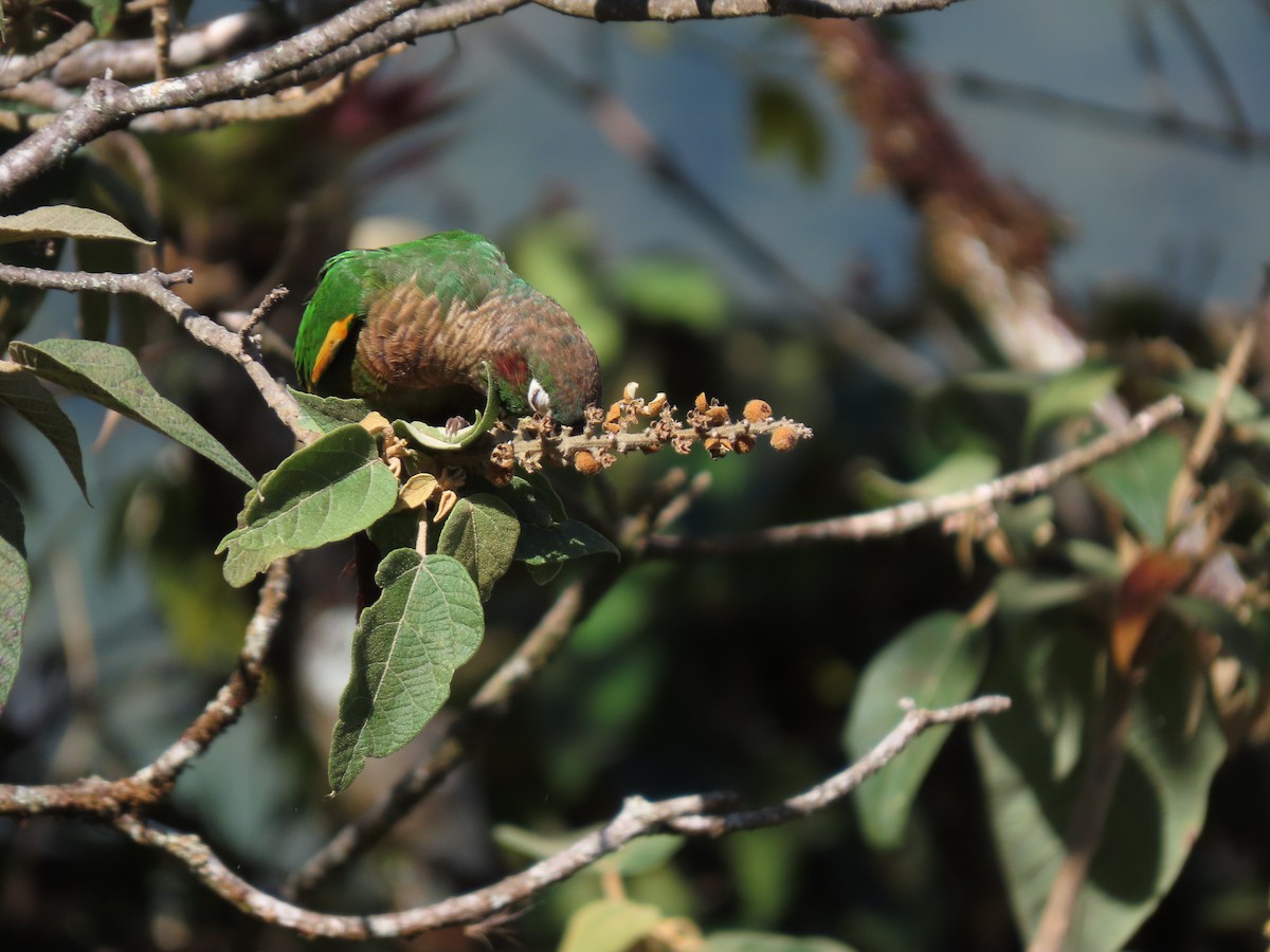 Brown-breasted Parakeet - ML622667240