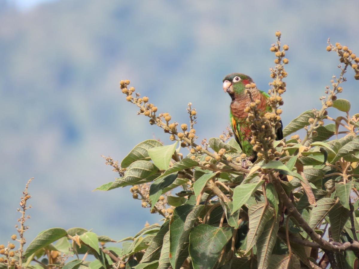 Brown-breasted Parakeet - ML622667241