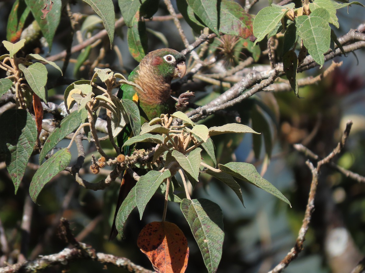 Brown-breasted Parakeet - Cristian Cufiño