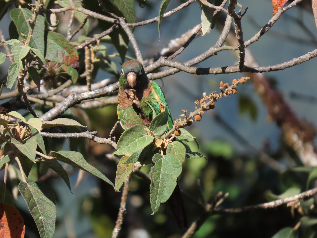 Brown-breasted Parakeet - ML622667243