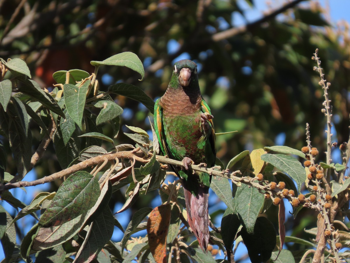 Brown-breasted Parakeet - ML622667244