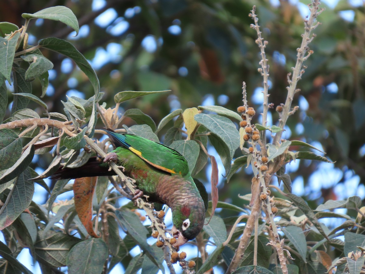 Brown-breasted Parakeet - ML622667245