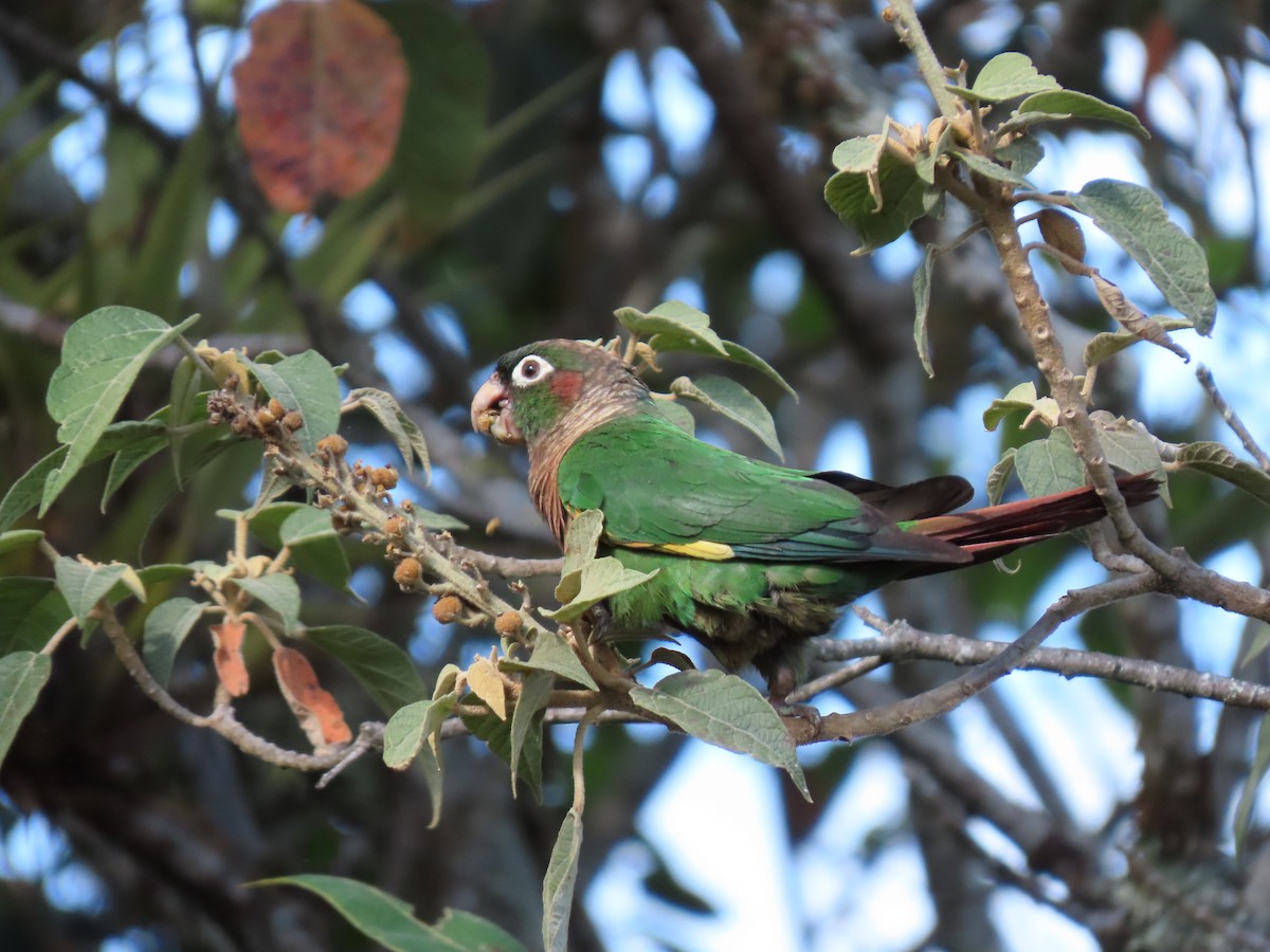 Brown-breasted Parakeet - ML622667246