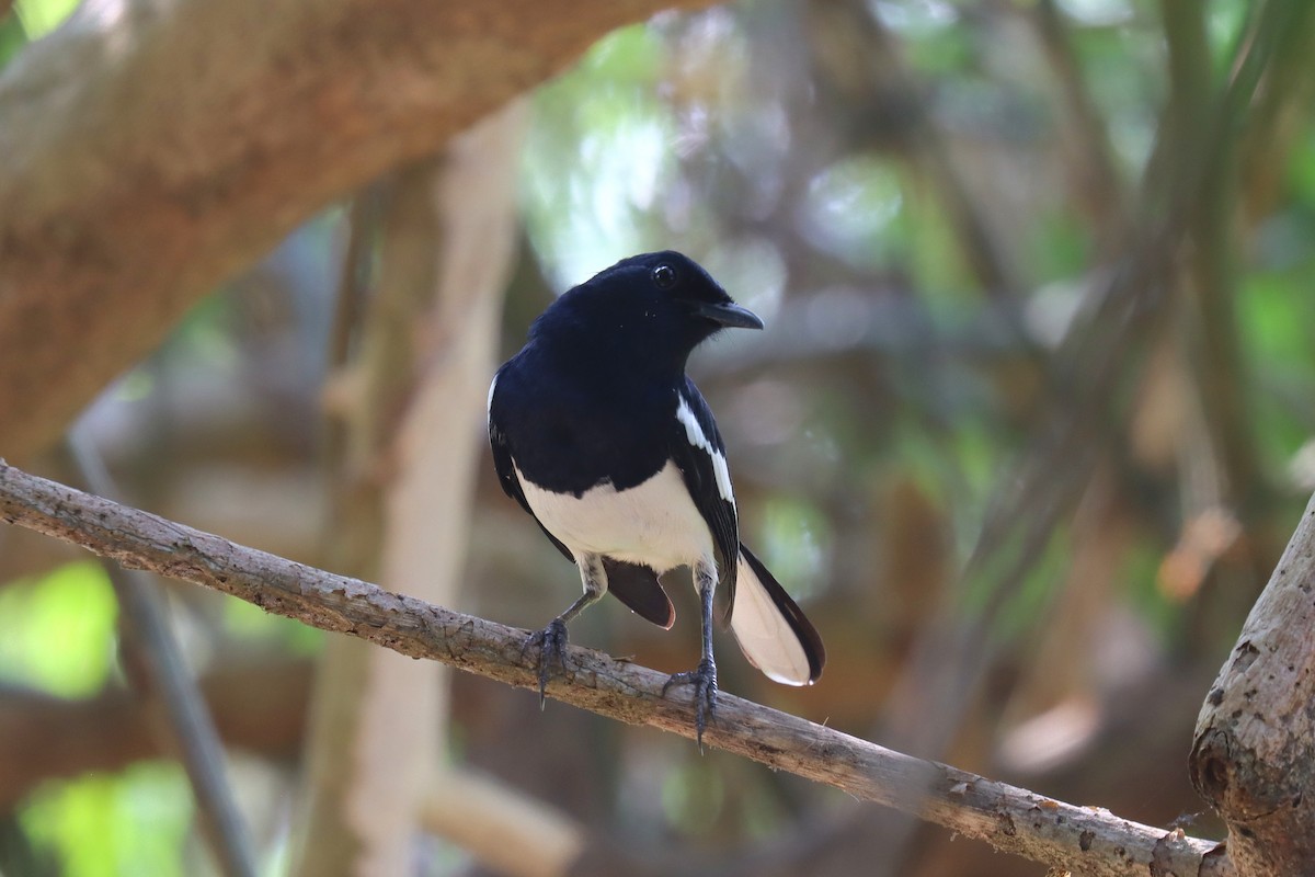 Oriental Magpie-Robin - ML622667247