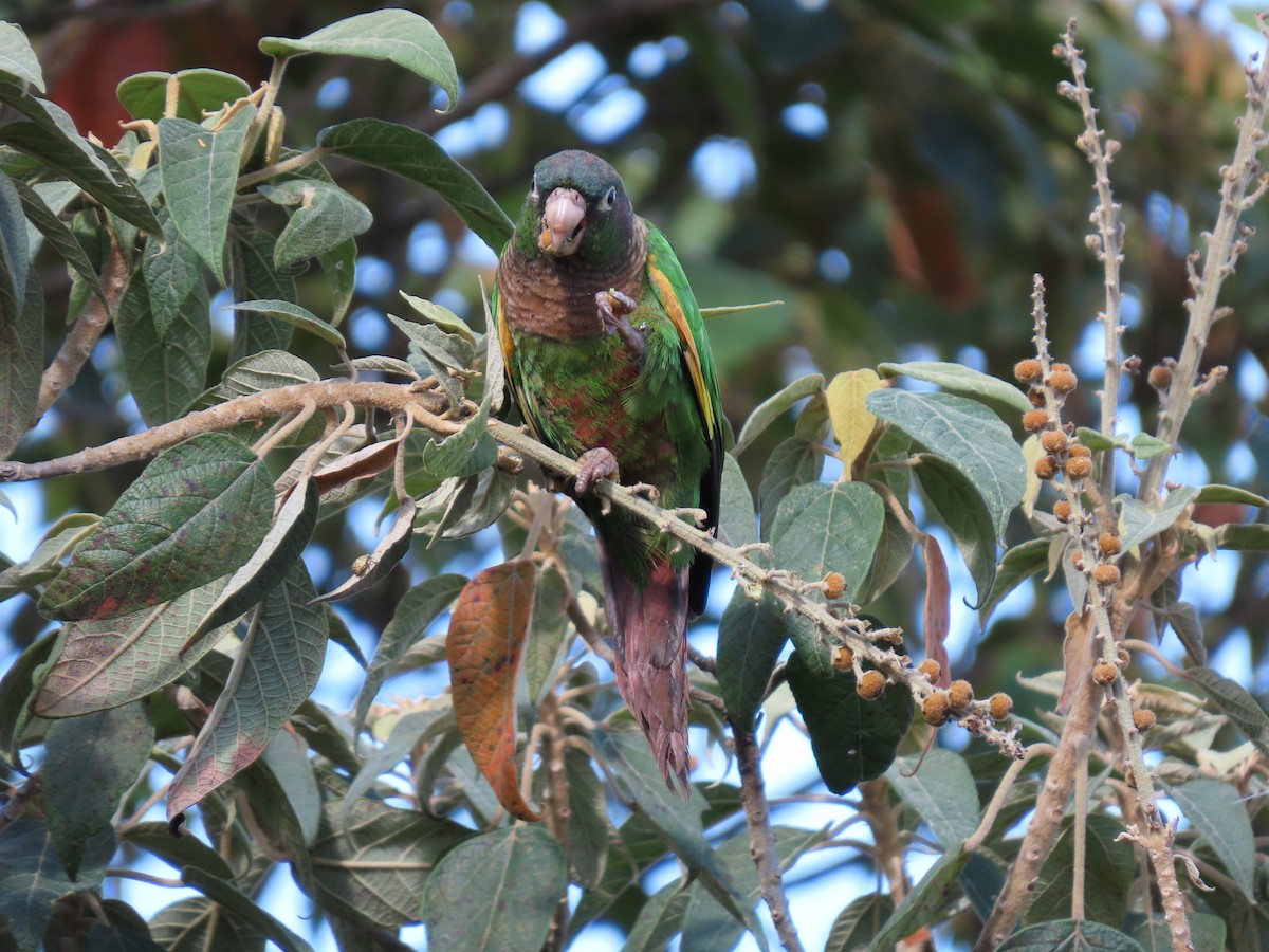 Brown-breasted Parakeet - ML622667248