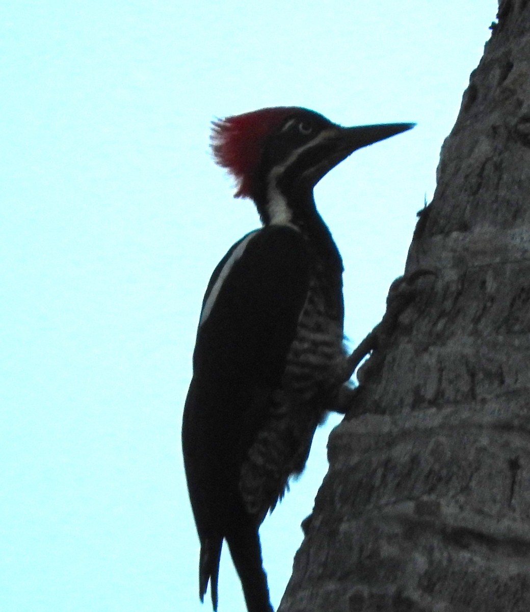 Lineated Woodpecker - ML622667276