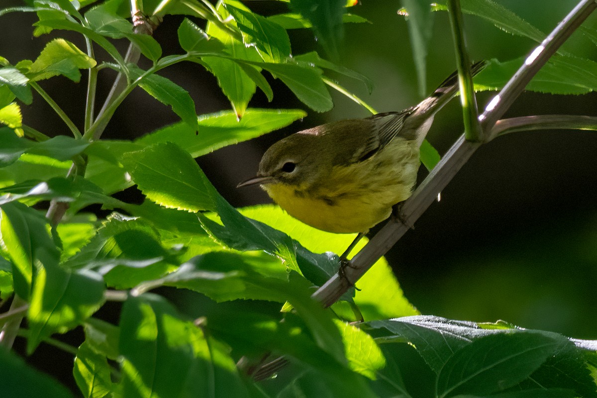 Prairie Warbler - ML622667318