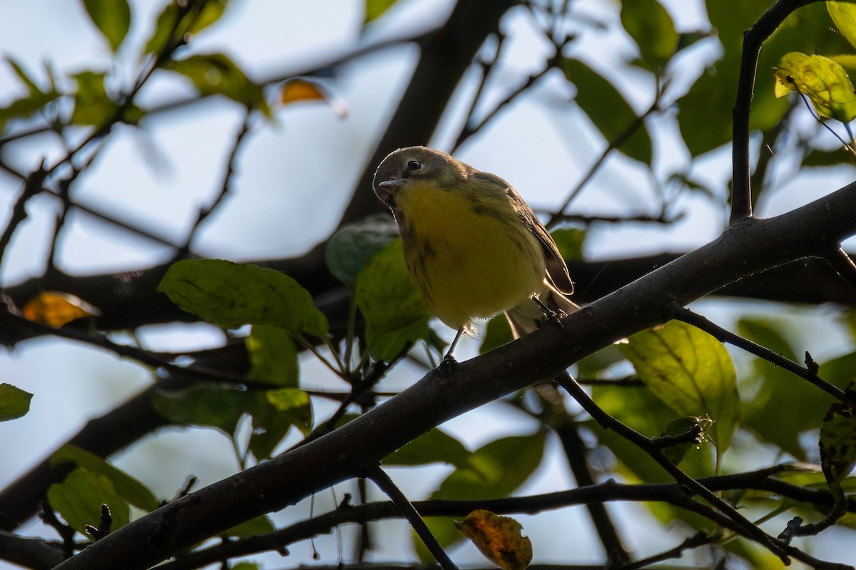 Prairie Warbler - ML622667319