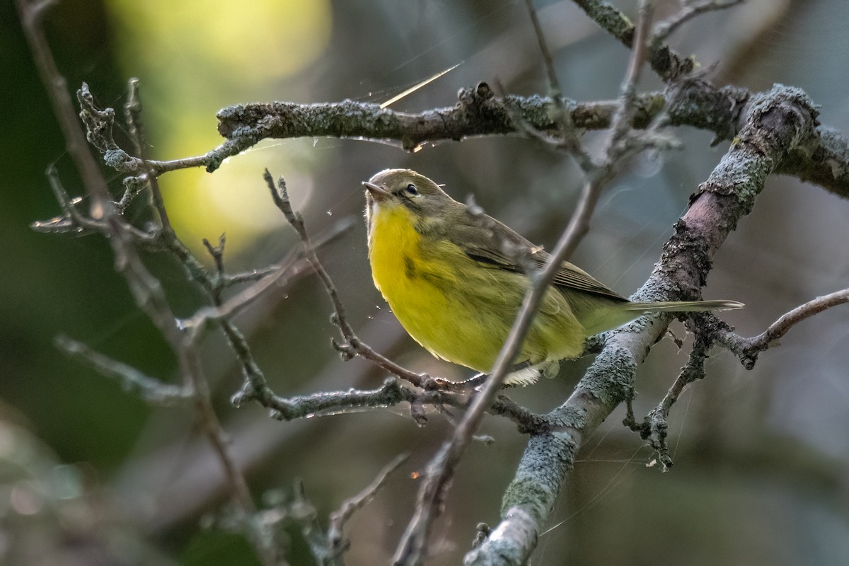 Prairie Warbler - ML622667320