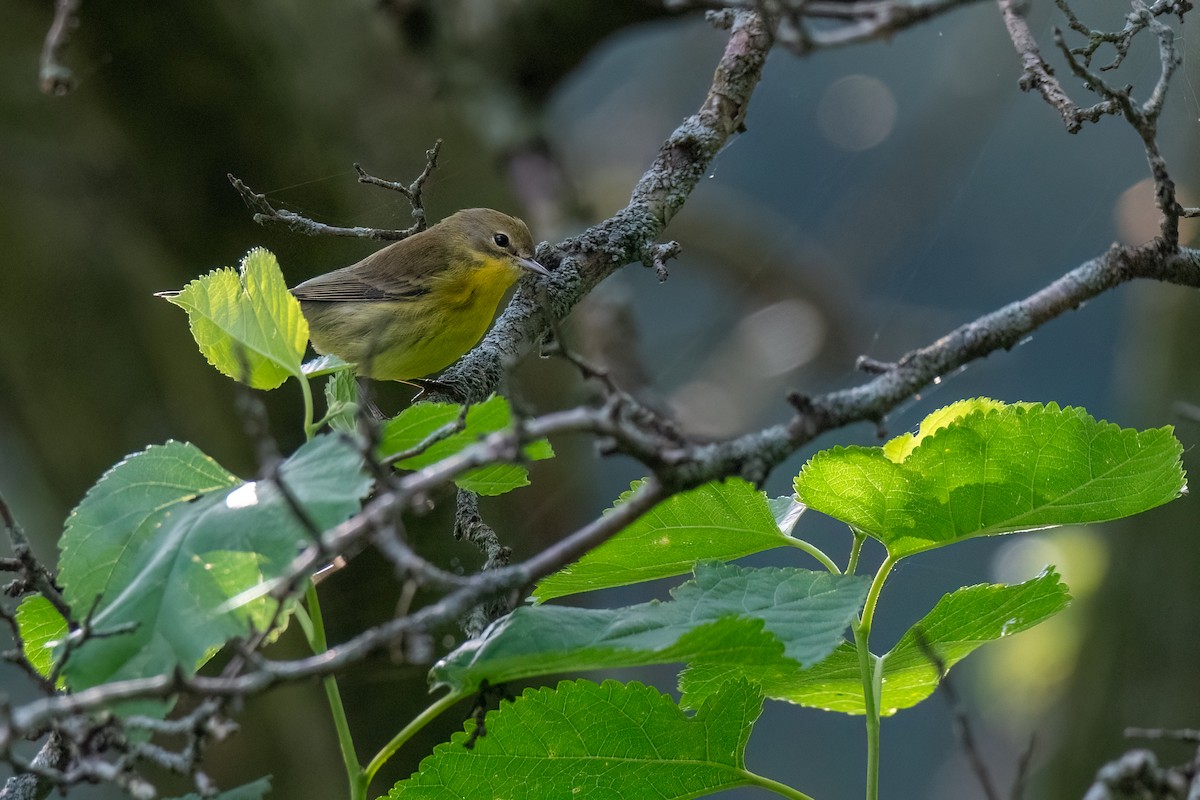 Prairie Warbler - ML622667321
