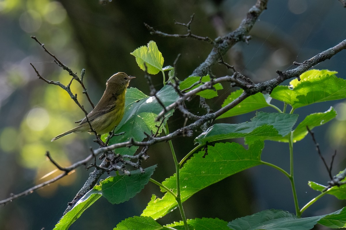 Prairie Warbler - ML622667322