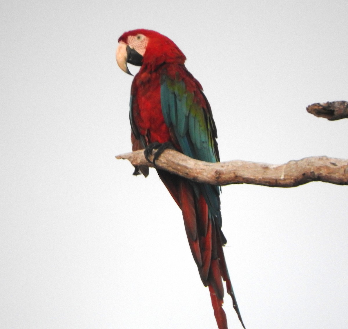 Red-and-green Macaw - ML622667327