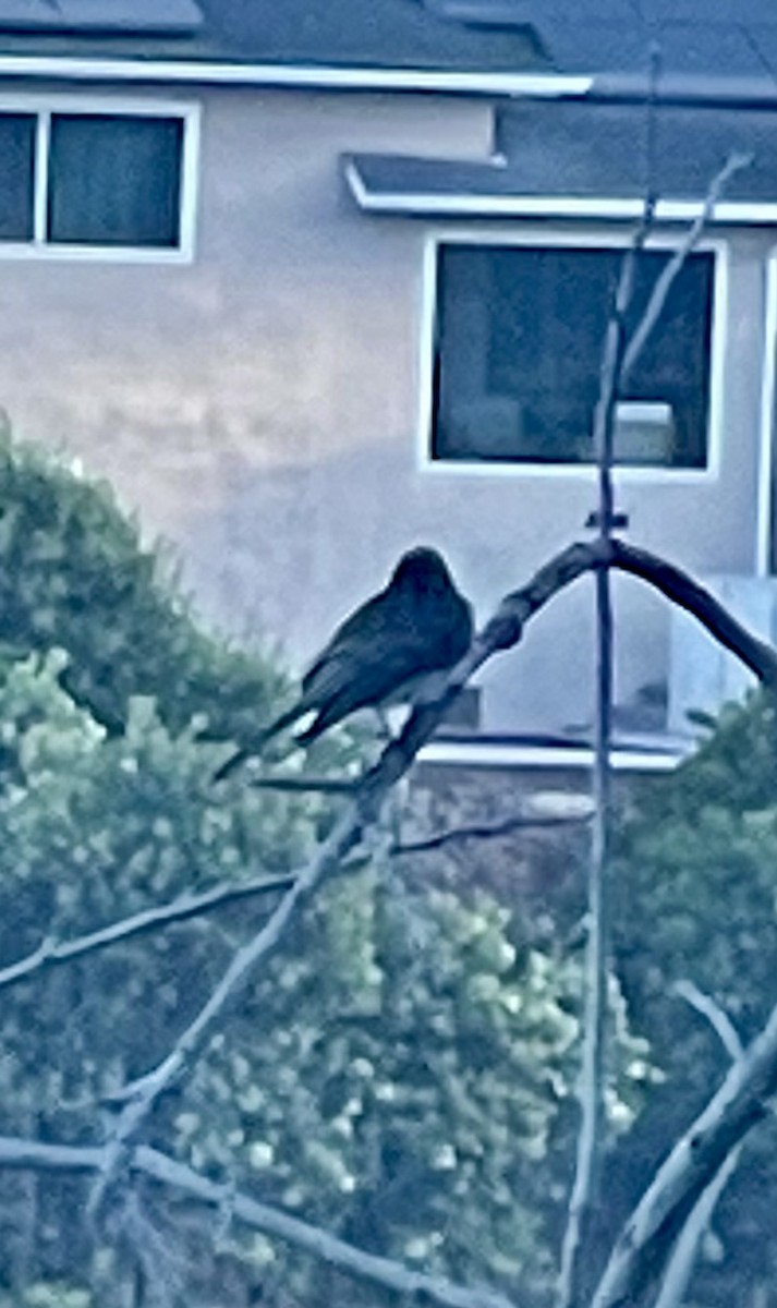 Black Phoebe - ML622667333