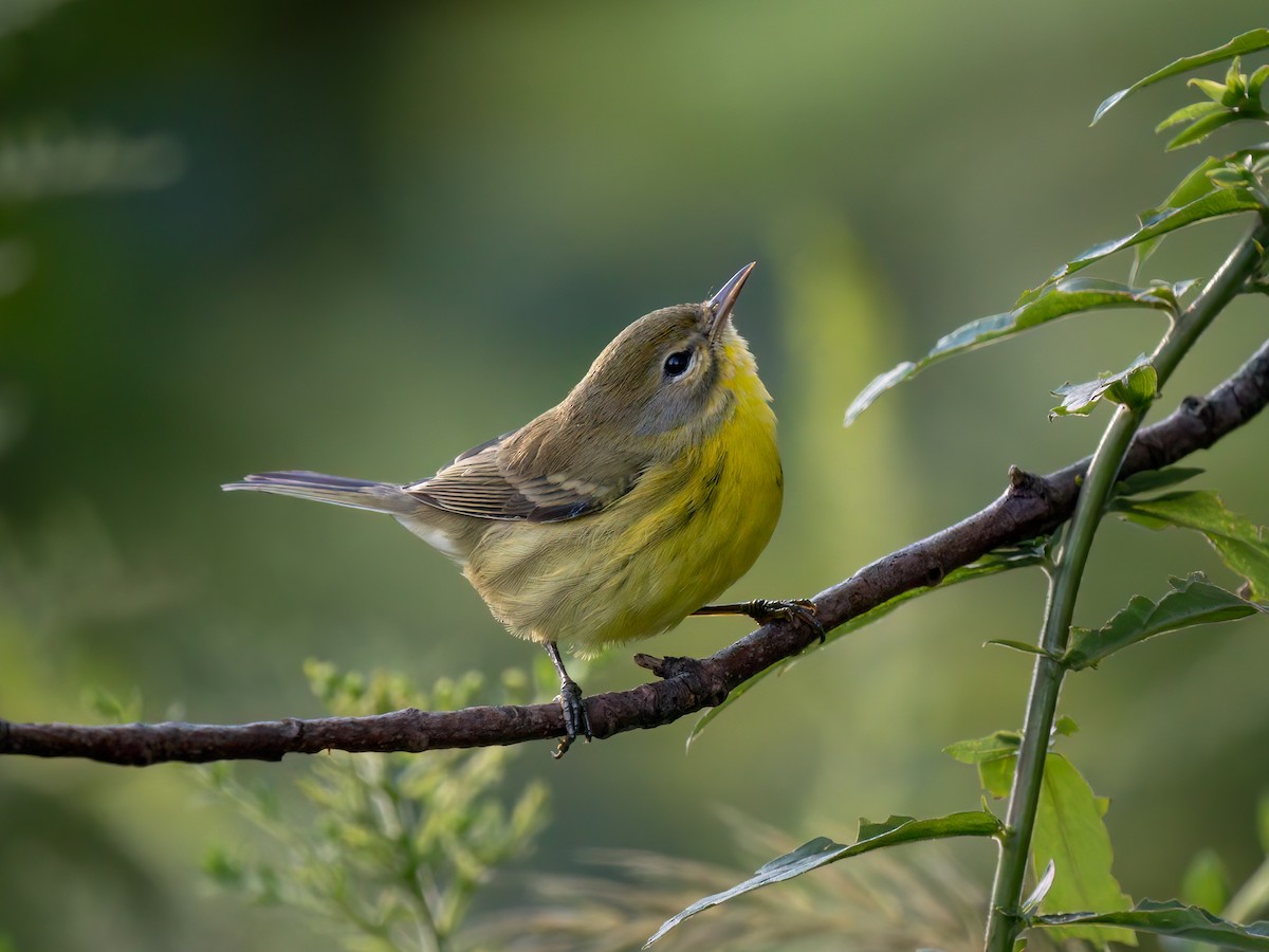 Prairie Warbler - ML622667335