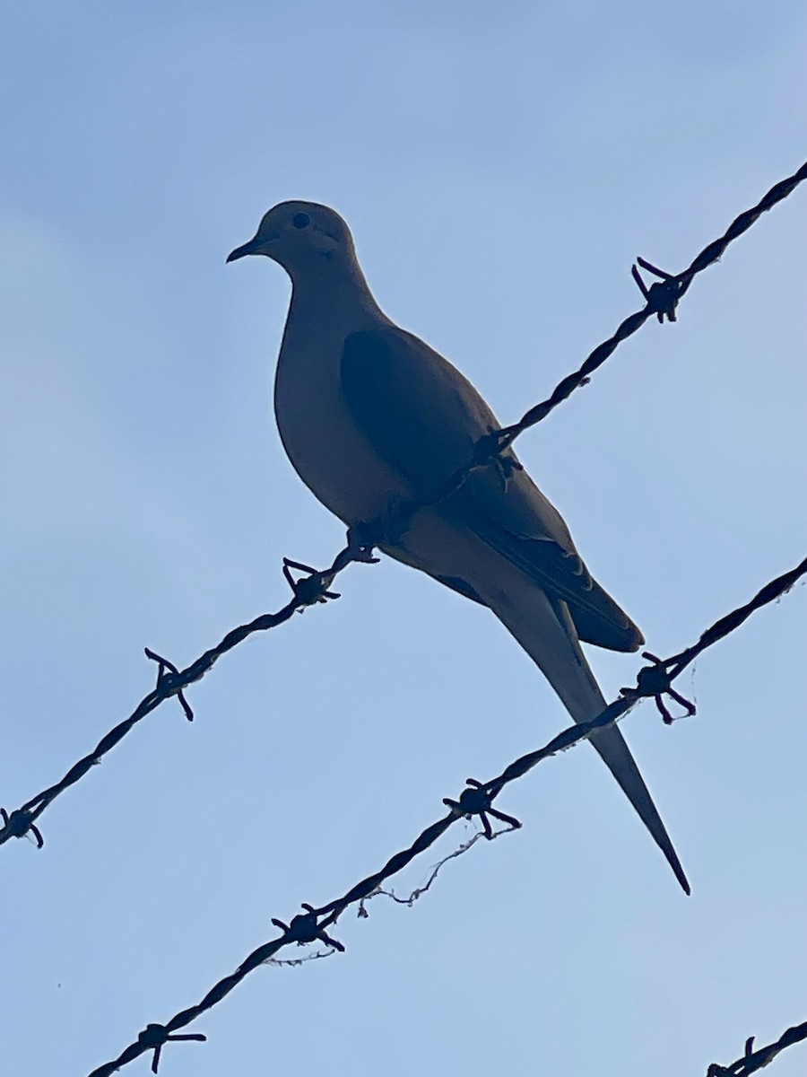 Mourning Dove - ML622667352