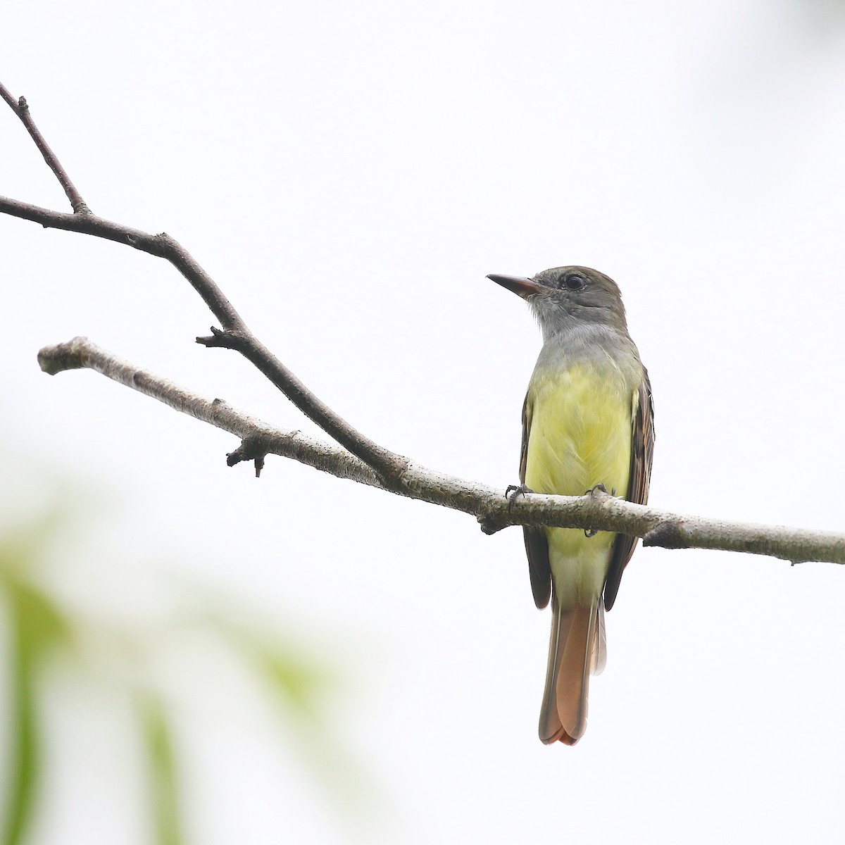 Great Crested Flycatcher - ML622667356