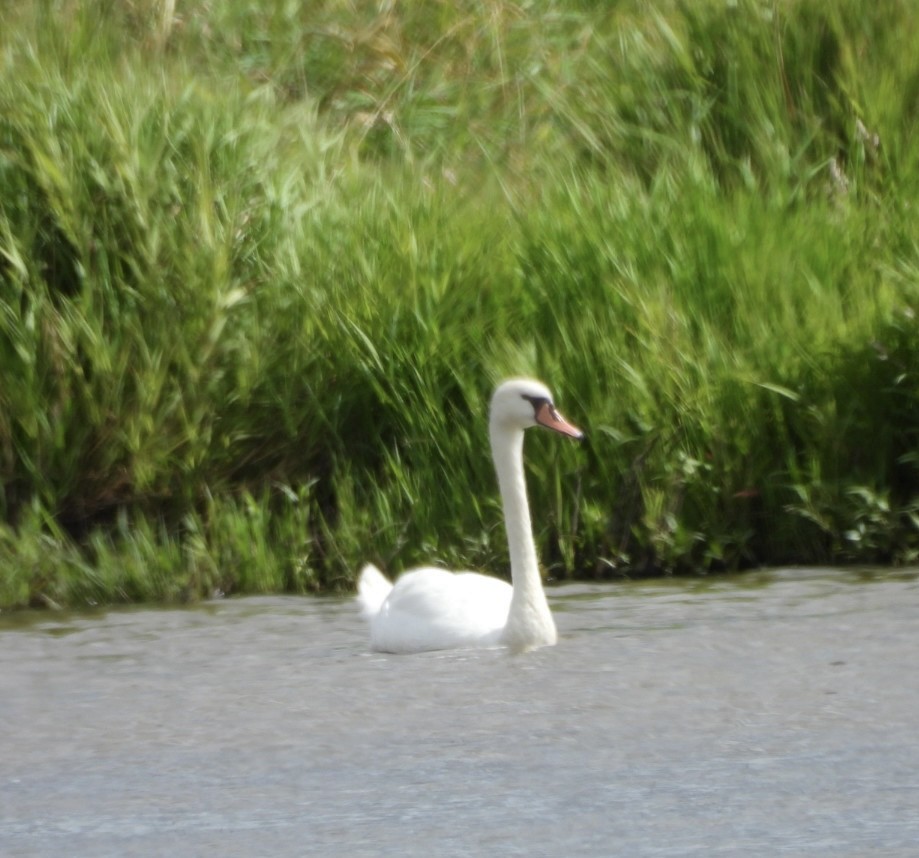 Хуруут хун - ML622667358