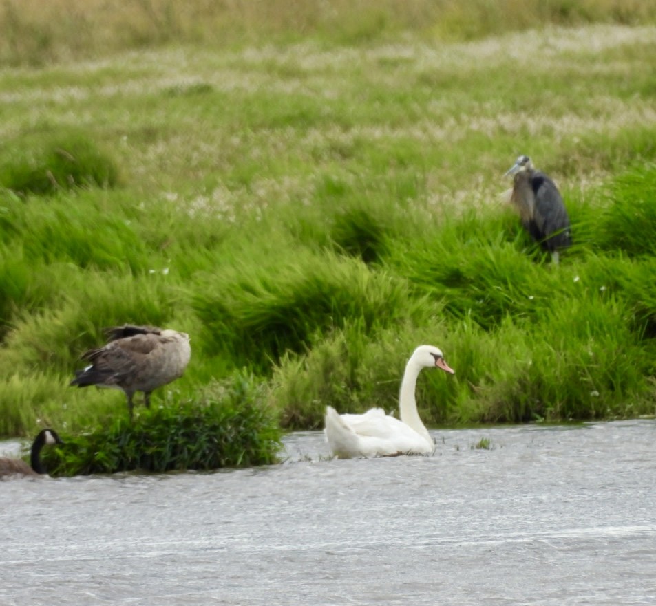 Хуруут хун - ML622667359