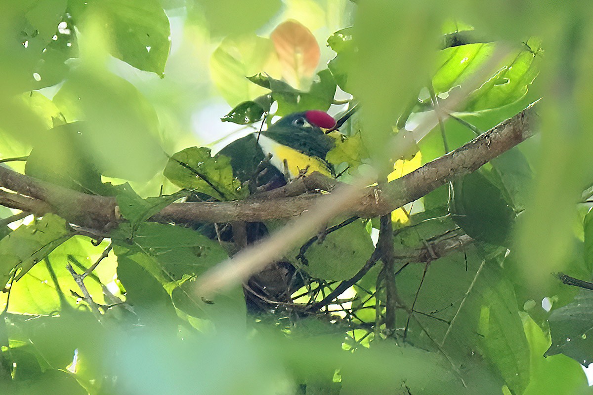 White-breasted Fruit-Dove - ML622667371