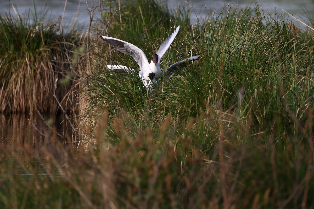 Black-headed Gull - ML622667384