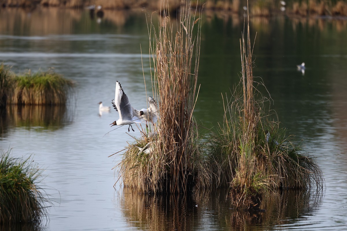 Mouette rieuse - ML622667388