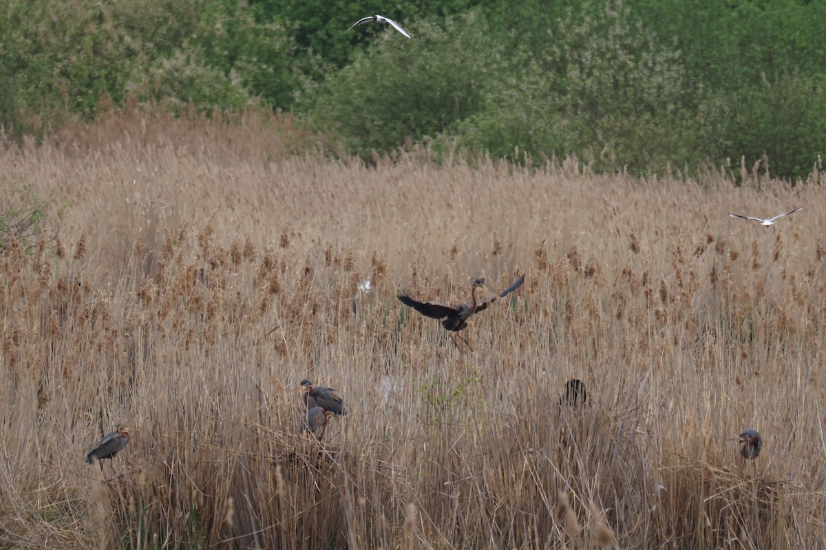 Purple Heron - ML622667402