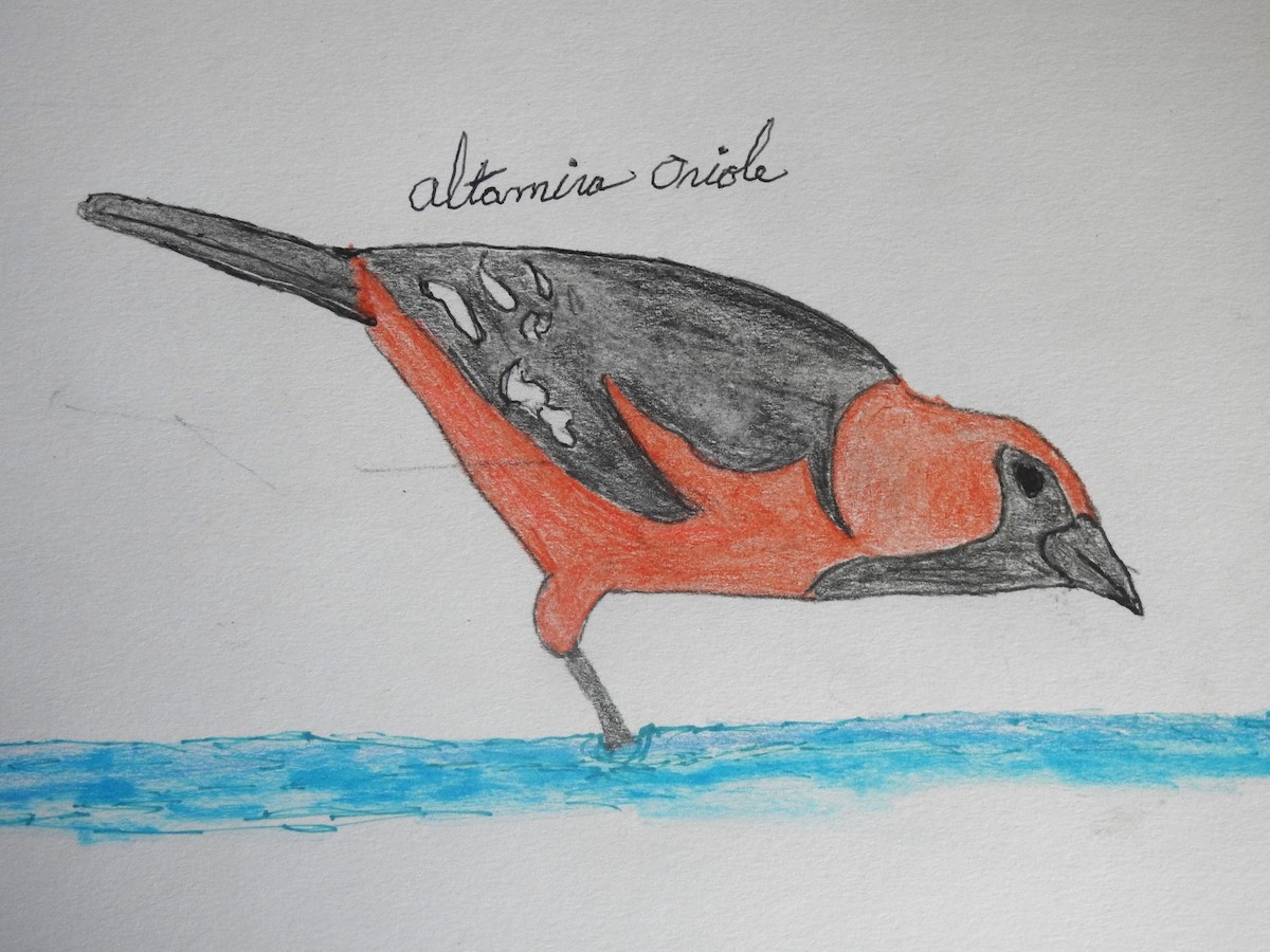 Altamira Oriole - ML622667459