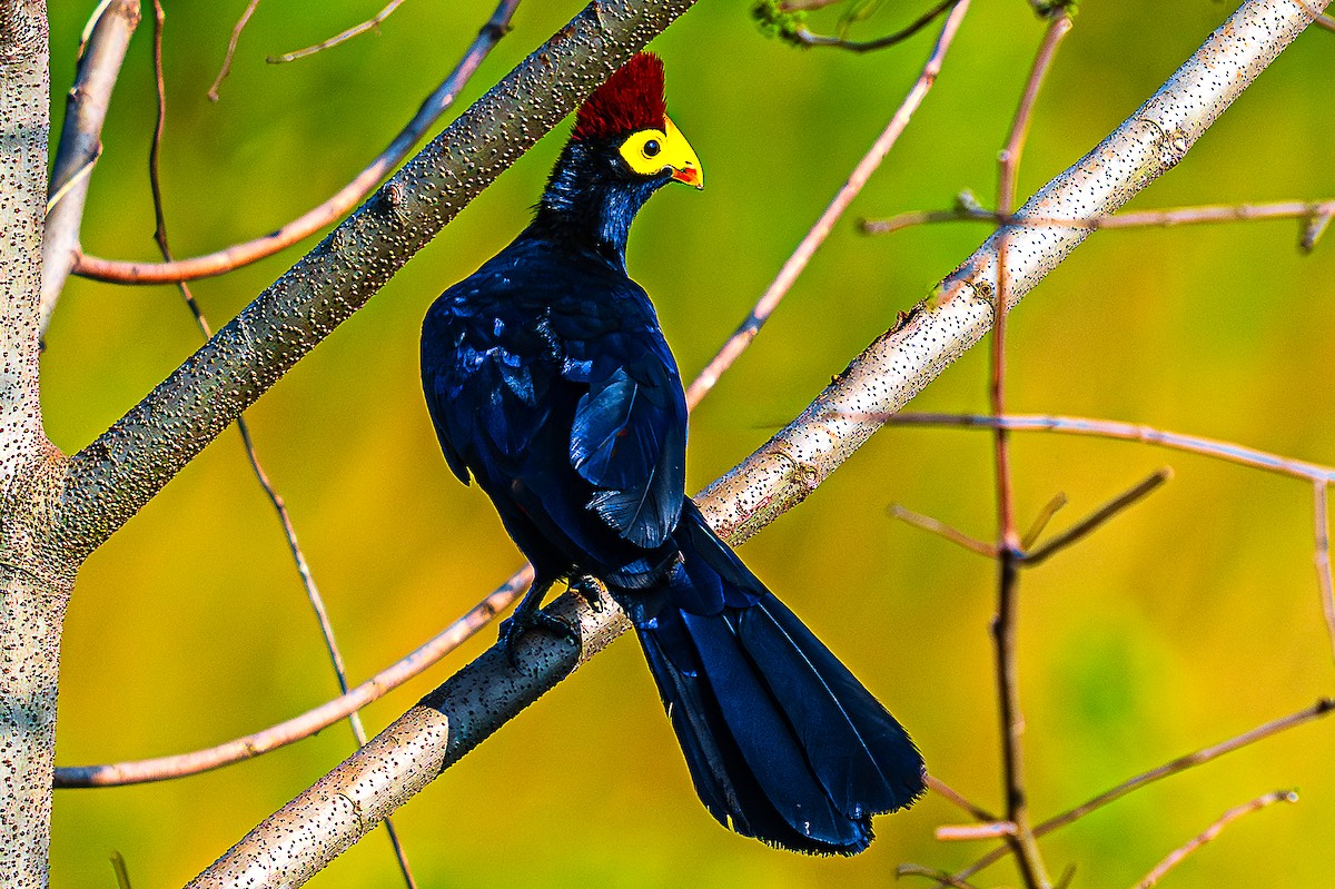 Ross's Turaco - ML622667464