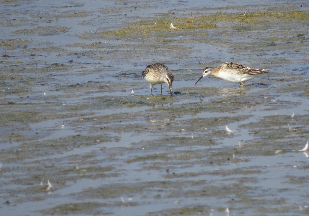 Wilson's Phalarope - ML622667494