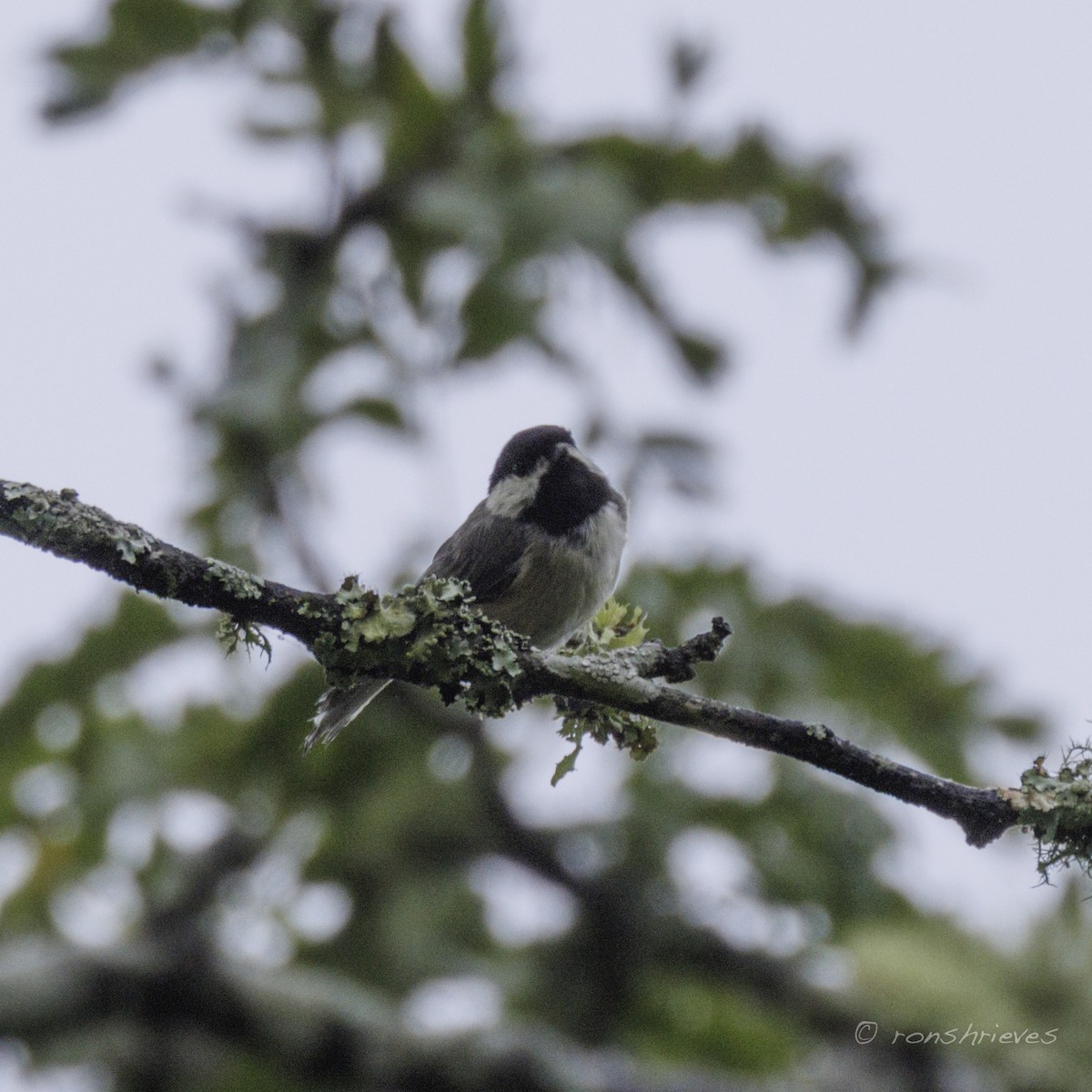 Mésange de Caroline - ML622667516