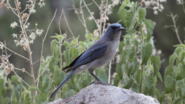 Mexican Jay (Arizona) - ML622667571