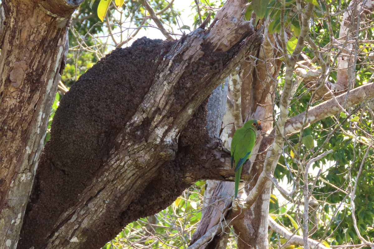 Peach-fronted Parakeet - ML622667690