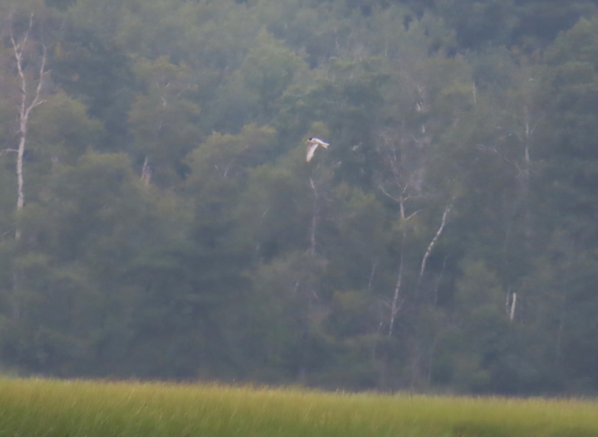 Least Tern - ML622667692