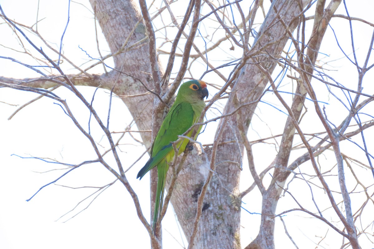 テツバシメキシコインコ - ML622667695