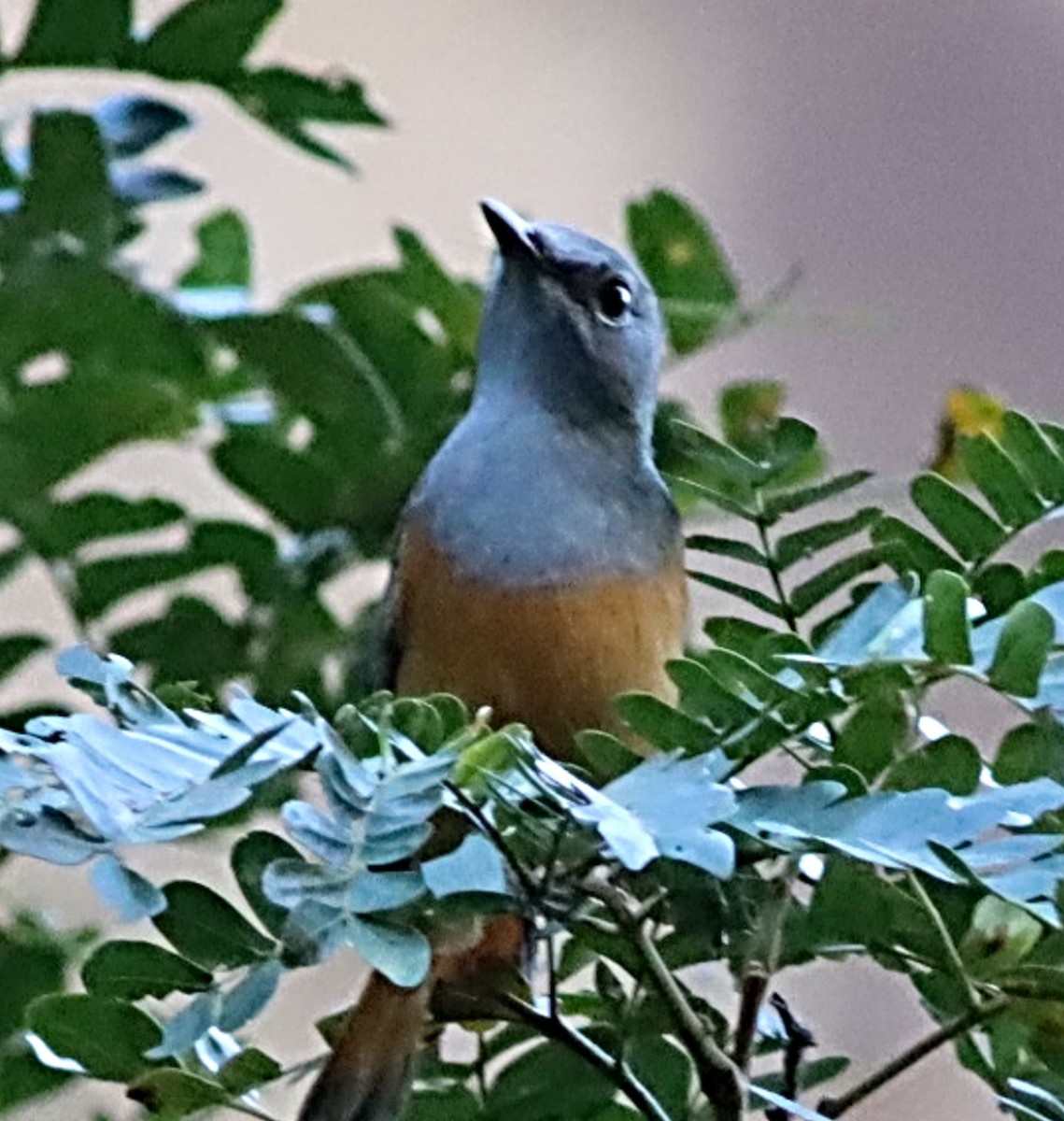 Forest Rock-Thrush - ML622667730