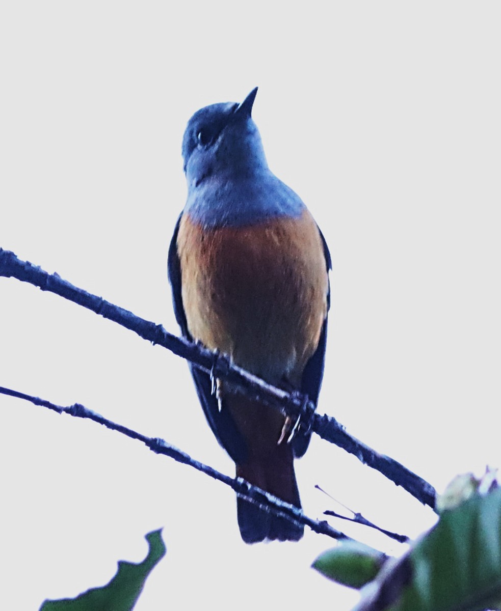 Forest Rock-Thrush - ML622667732